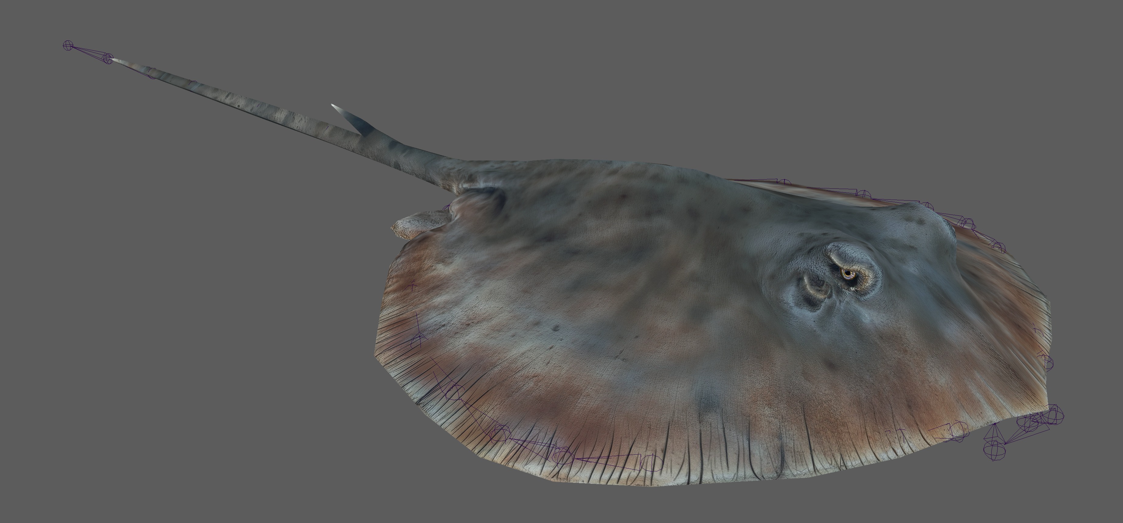 Stingray Fish Rig Low-poly 3D model_13