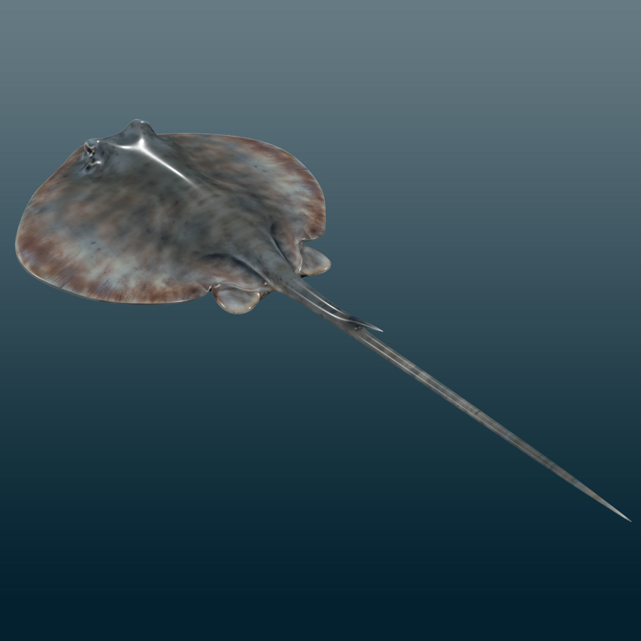 Stingray Fish Rig Low-poly 3D model_5