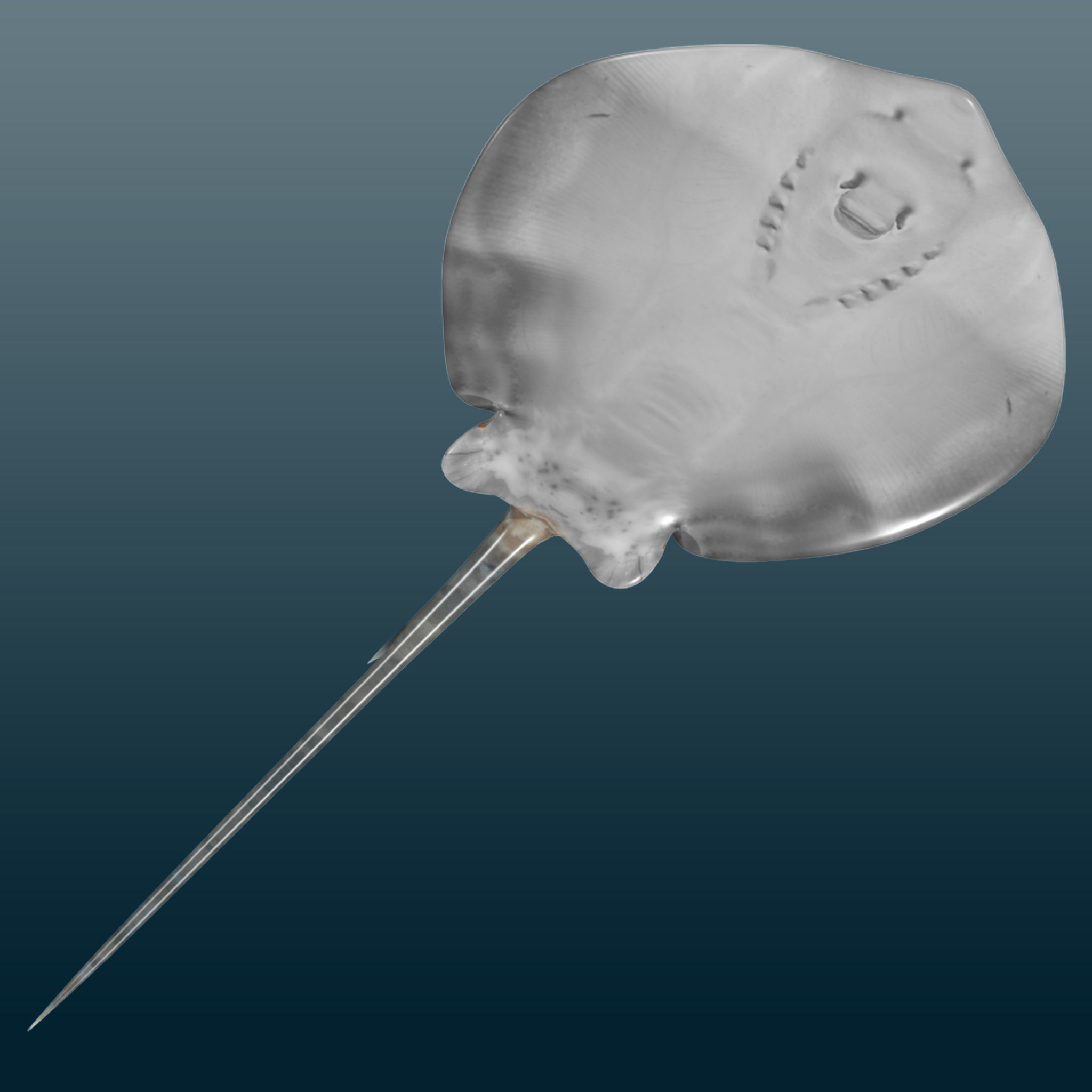 Stingray Fish Rig Low-poly 3D model_2