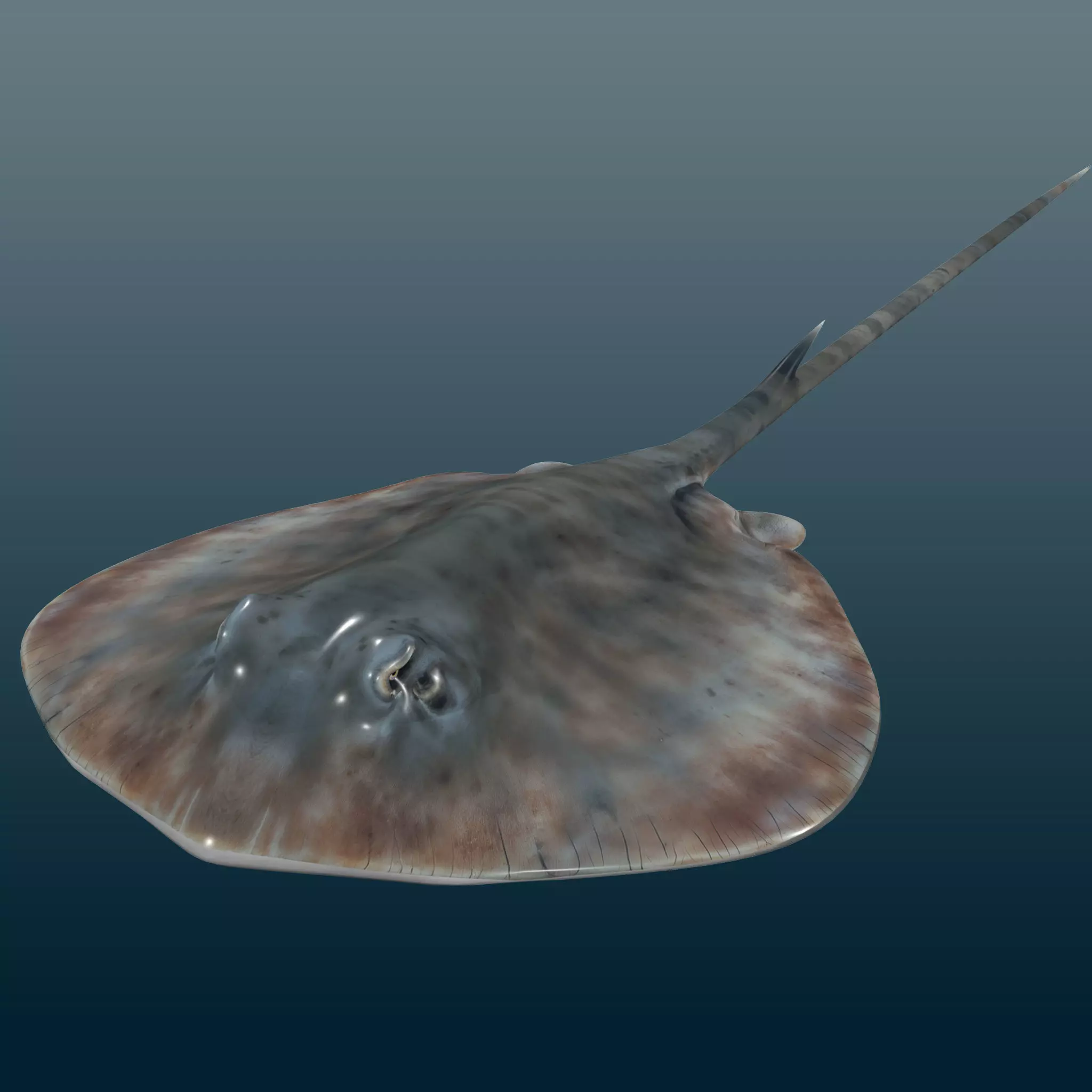 Stingray Fish Rig Low-poly 3D model_0