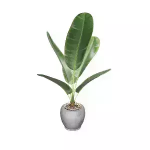 Realistic Plant for Interior Design