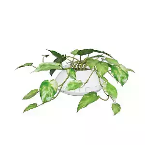 Plant for Interior Design and Home Decor