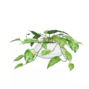 Plant for Interior Design and Home Decor Low-poly 3D model_0
