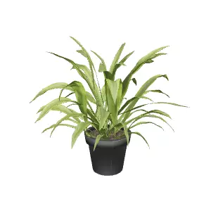Artificial Plant for Interior Design and Home Decor Low-poly 3D model_0