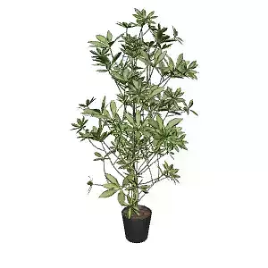 Schefflera Plant 172 cm for Interior Design