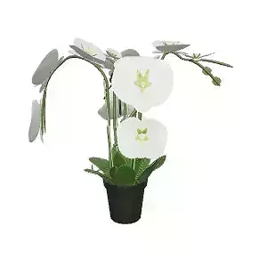 Orchid Plant for Interior Furniture Decor