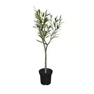 Olive Plant 90 cm for Interior Design