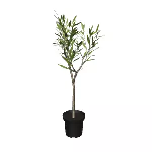 Olive Plant 90 cm for Interior Design Low-poly 3D model_0