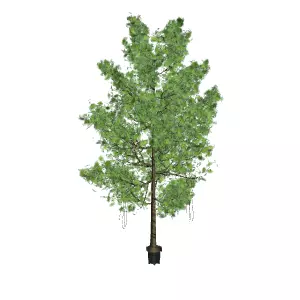 Mini Artificial Ficus Plant for Interior Design Low-poly 3D model_0