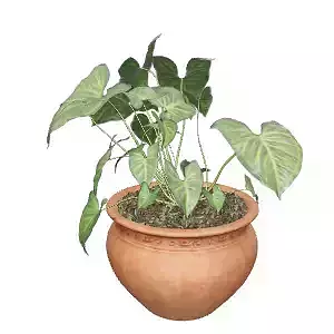 Realistic 3D Model of Potted Plant for Interior Decor