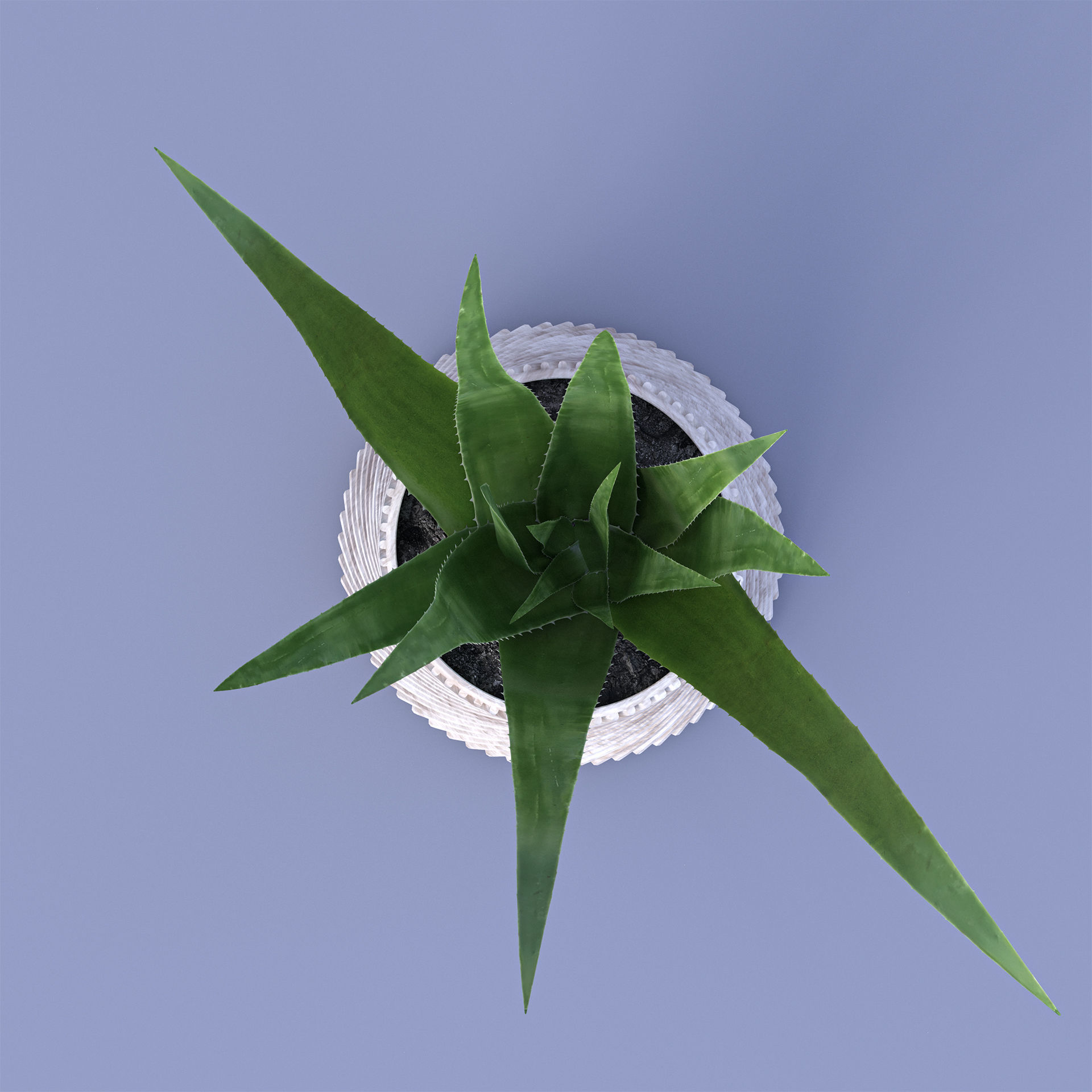 Aloe Vera 3D model_2