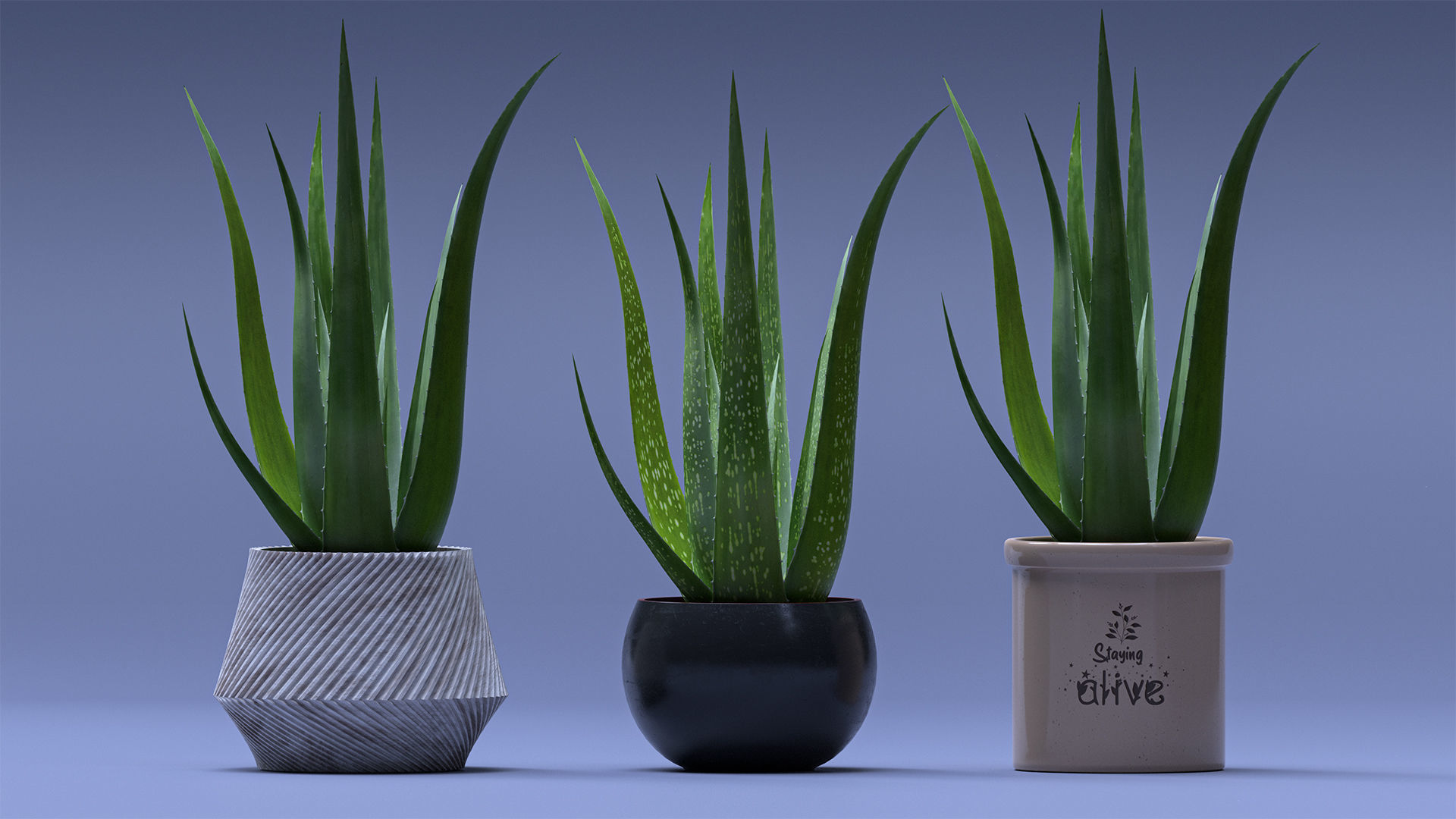 Aloe Vera 3D model_1