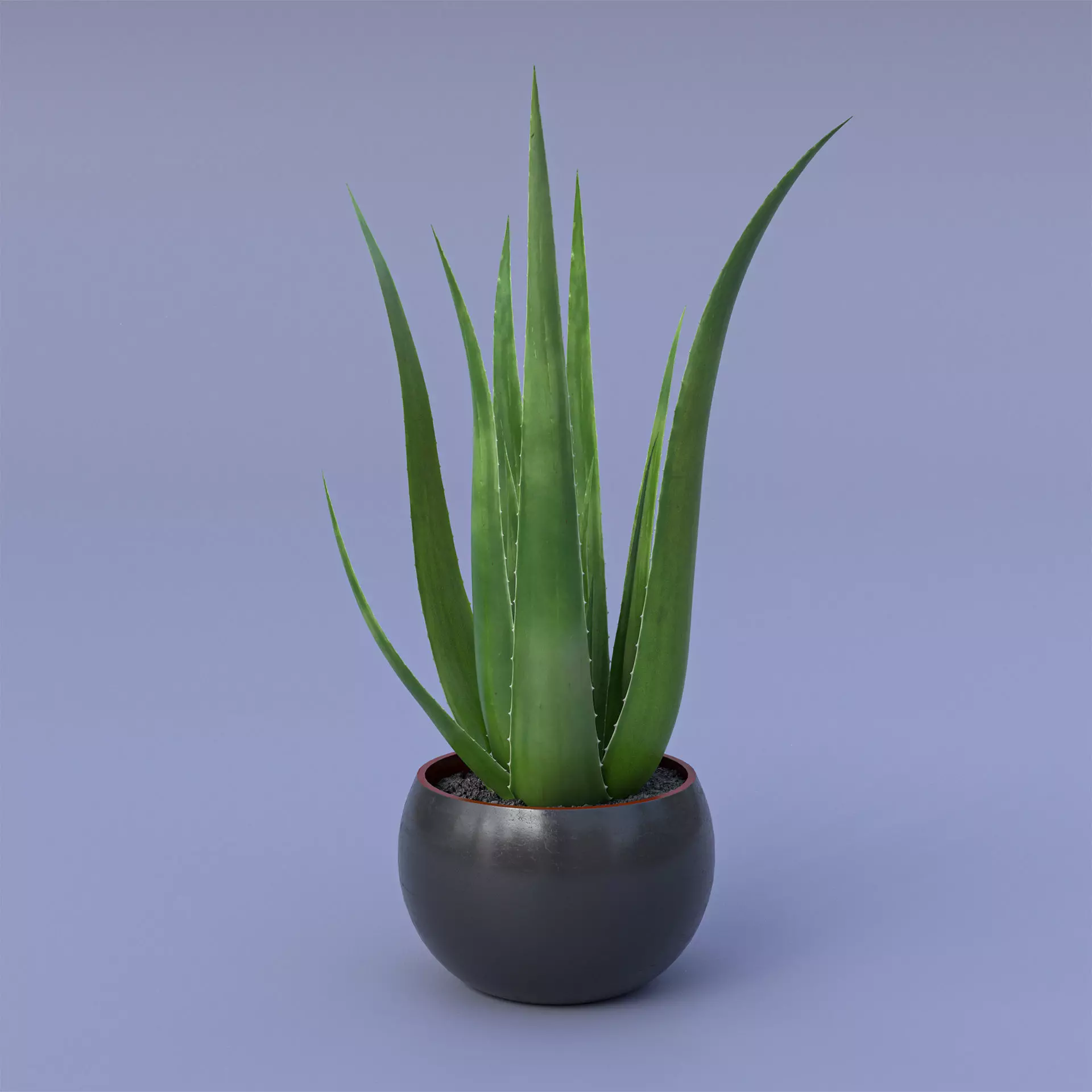 Aloe Vera 3D model_0