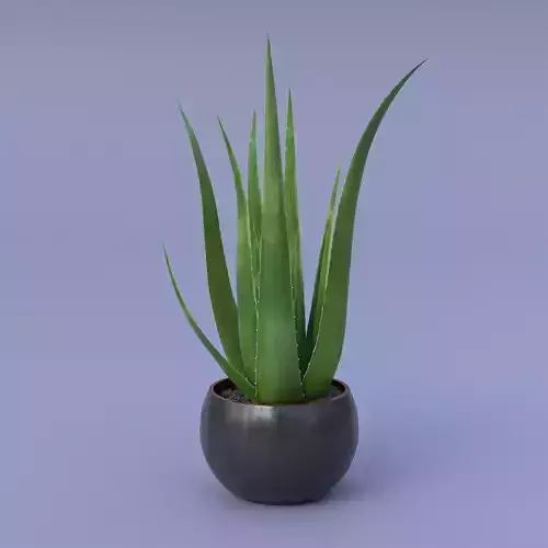 Aloe Vera