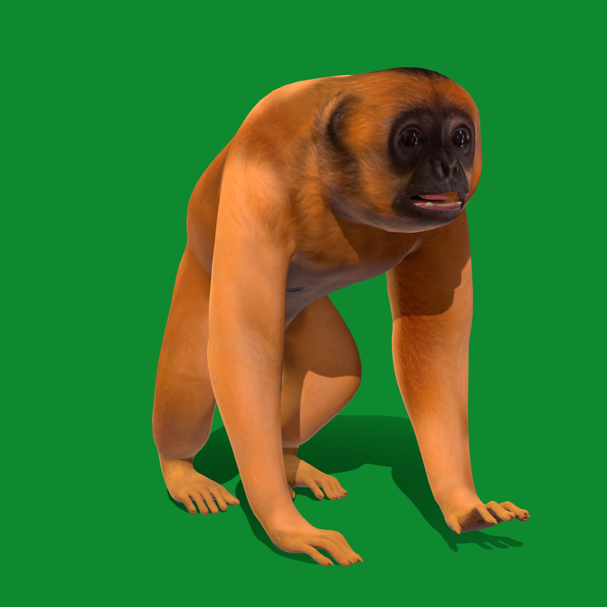 Gibbons Apes Low-poly 3D model_41