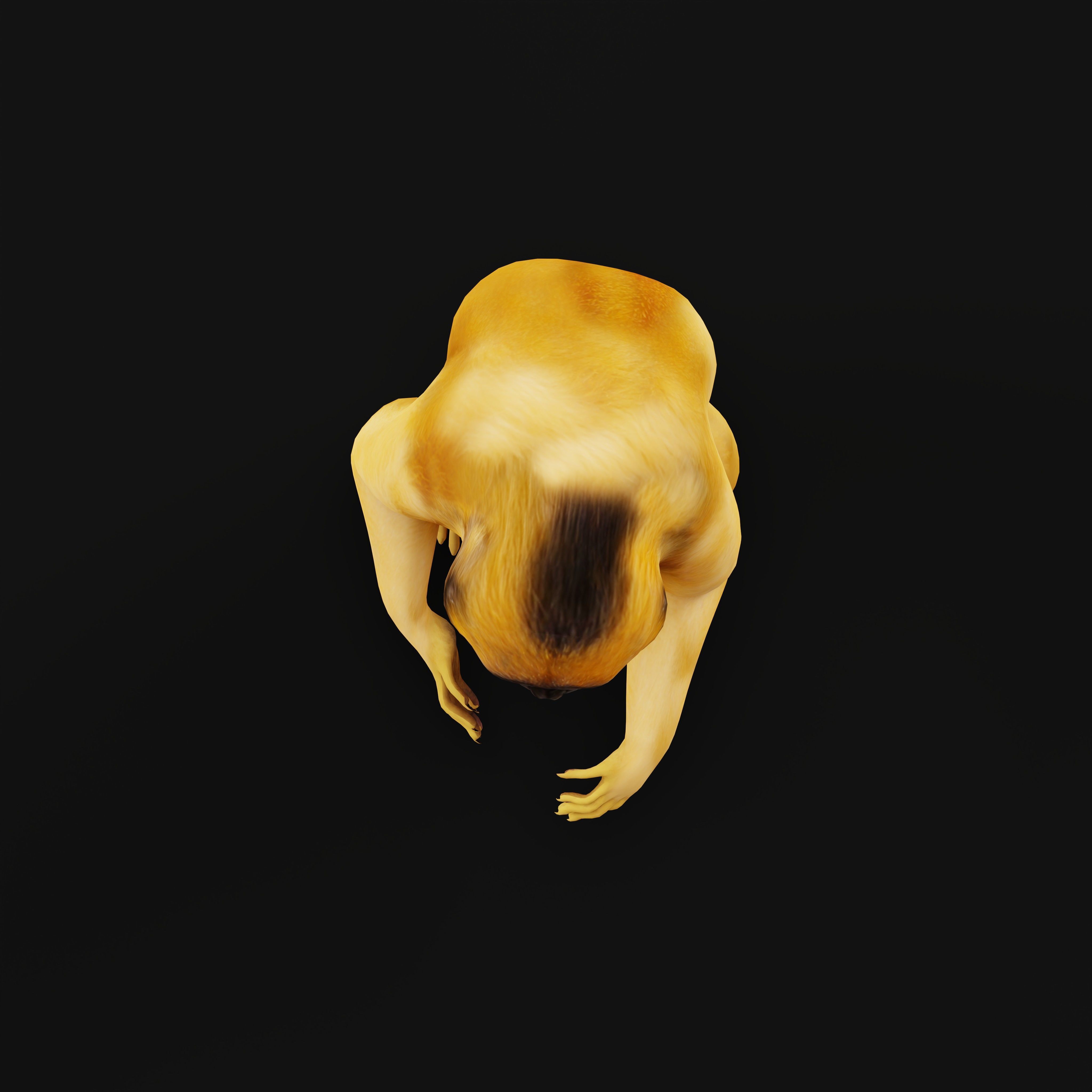 Gibbons Apes Low-poly 3D model_15