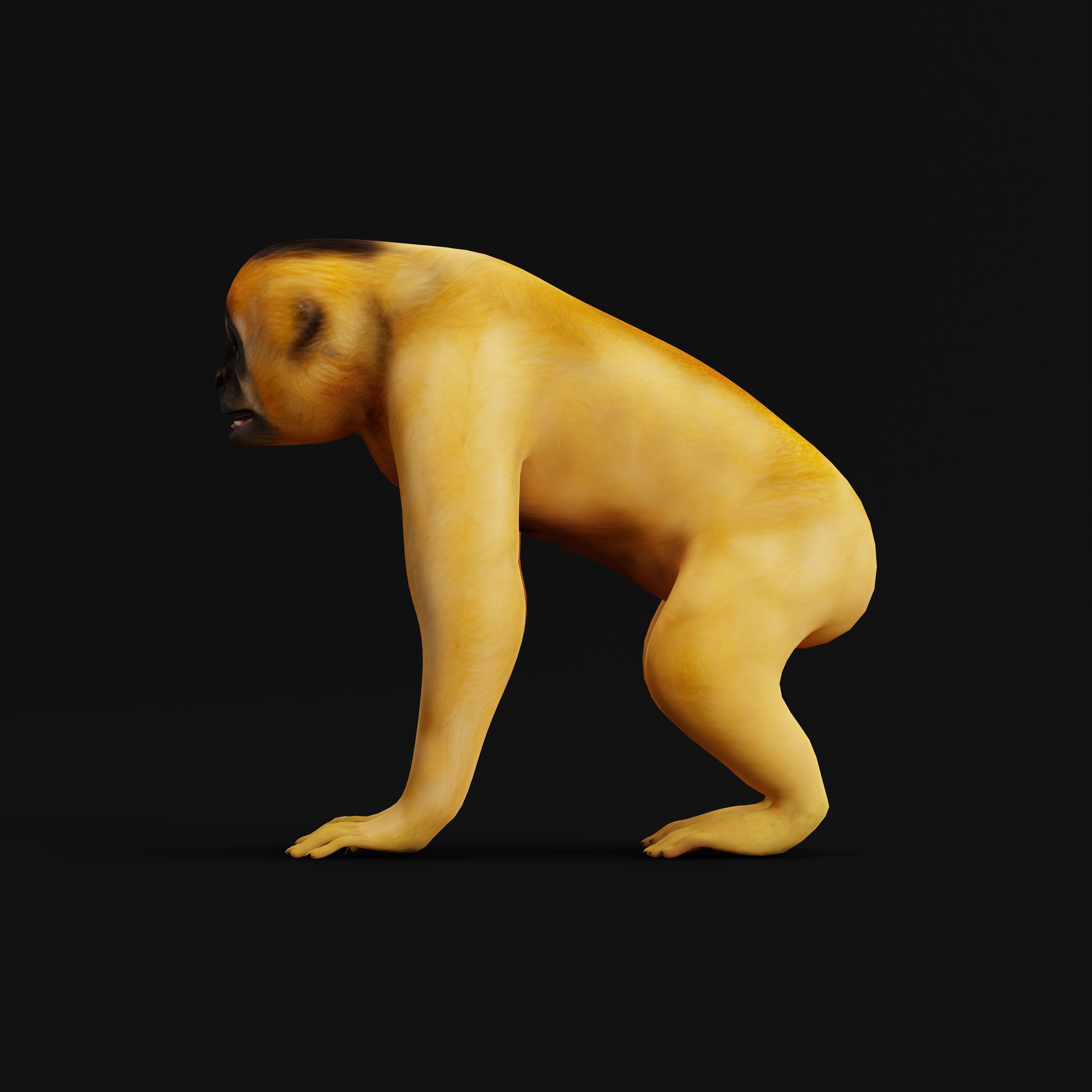 Gibbons Apes Low-poly 3D model_20