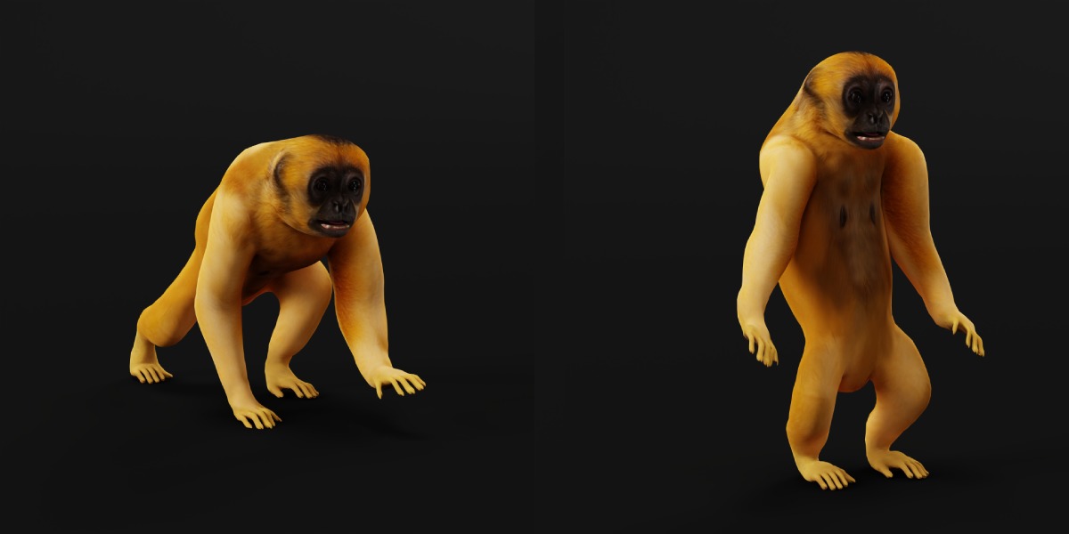 Gibbons Apes Low-poly 3D model_5