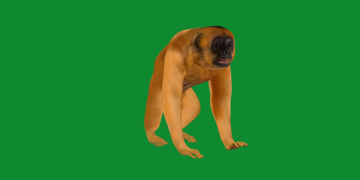 Gibbons Apes Low-poly 3D model_40