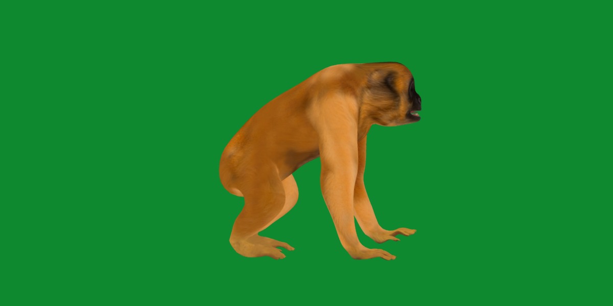Gibbons Apes Low-poly 3D model_44