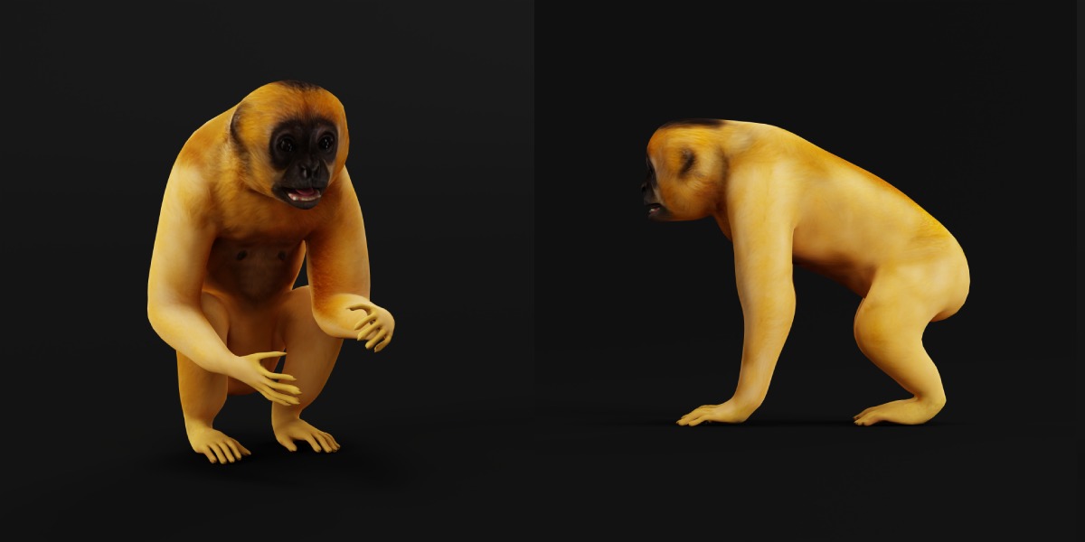 Gibbons Apes Low-poly 3D model_6