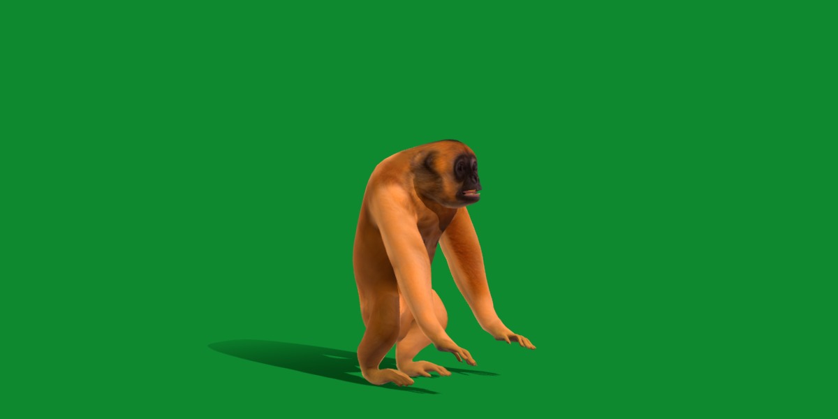 Gibbons Apes Low-poly 3D model_46