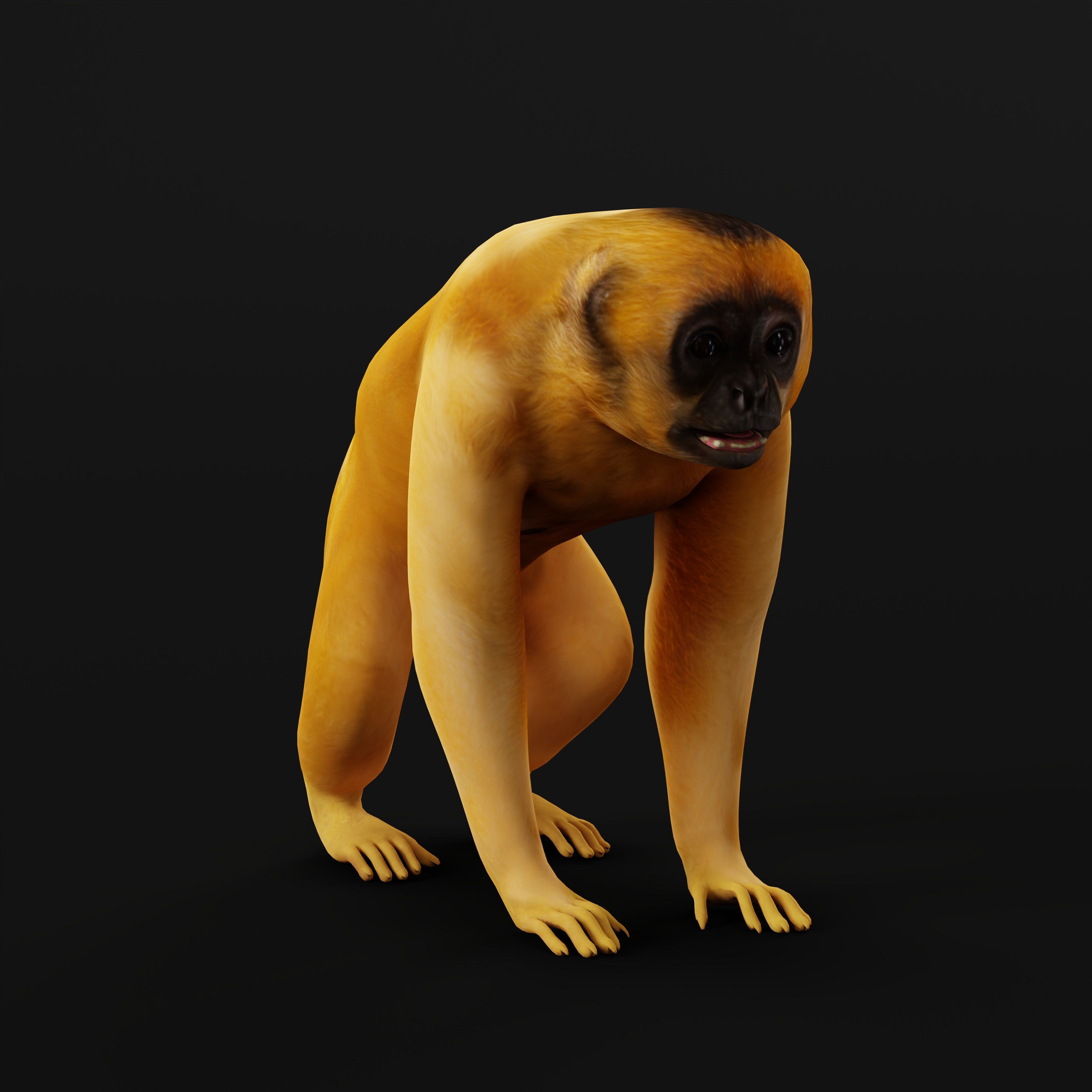 Gibbons Apes Low-poly 3D model_13