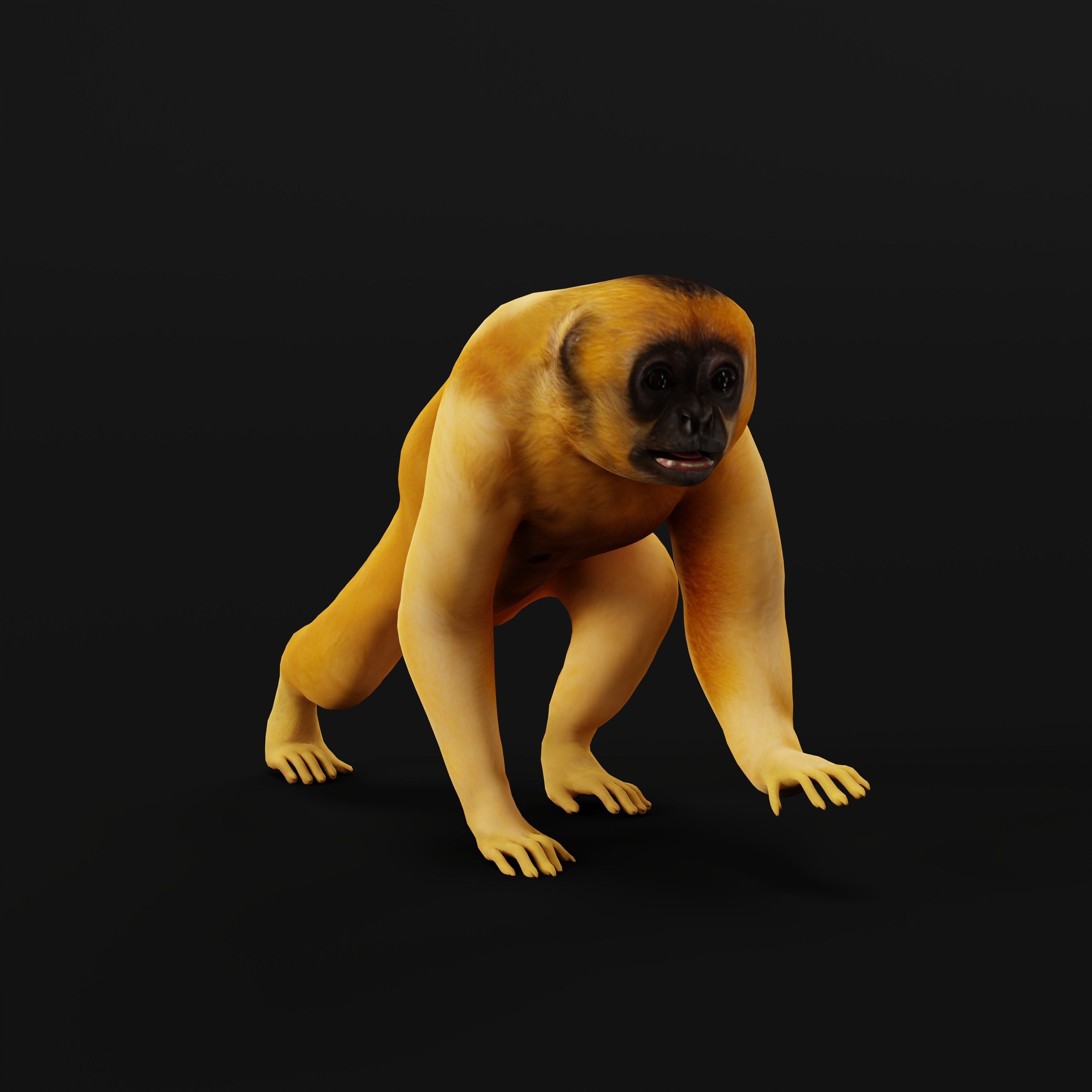Gibbons Apes Low-poly 3D model_18