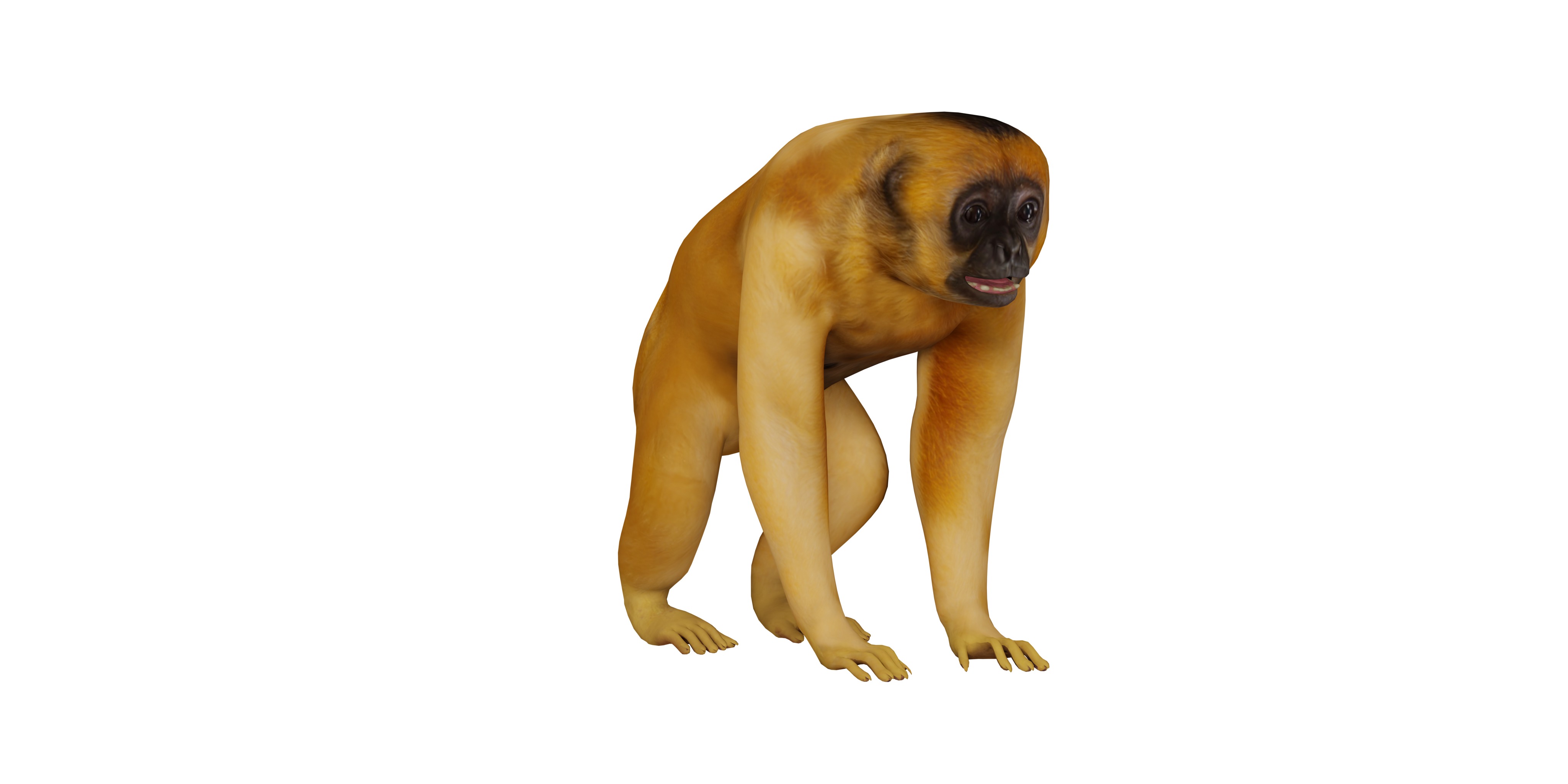 Gibbons Apes Low-poly 3D model_3