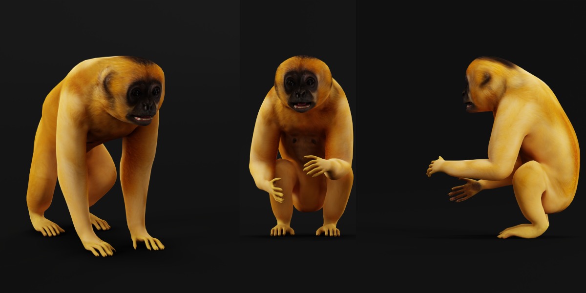 Gibbons Apes Low-poly 3D model_9