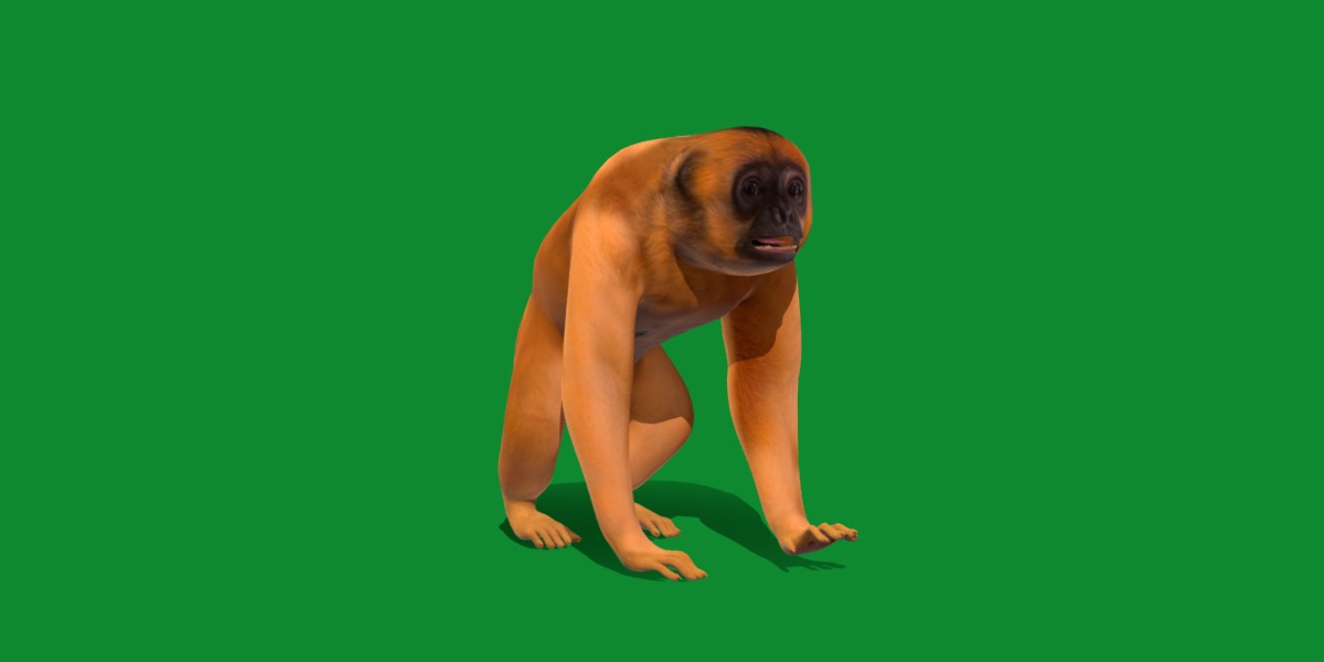 Gibbons Apes Low-poly 3D model_50