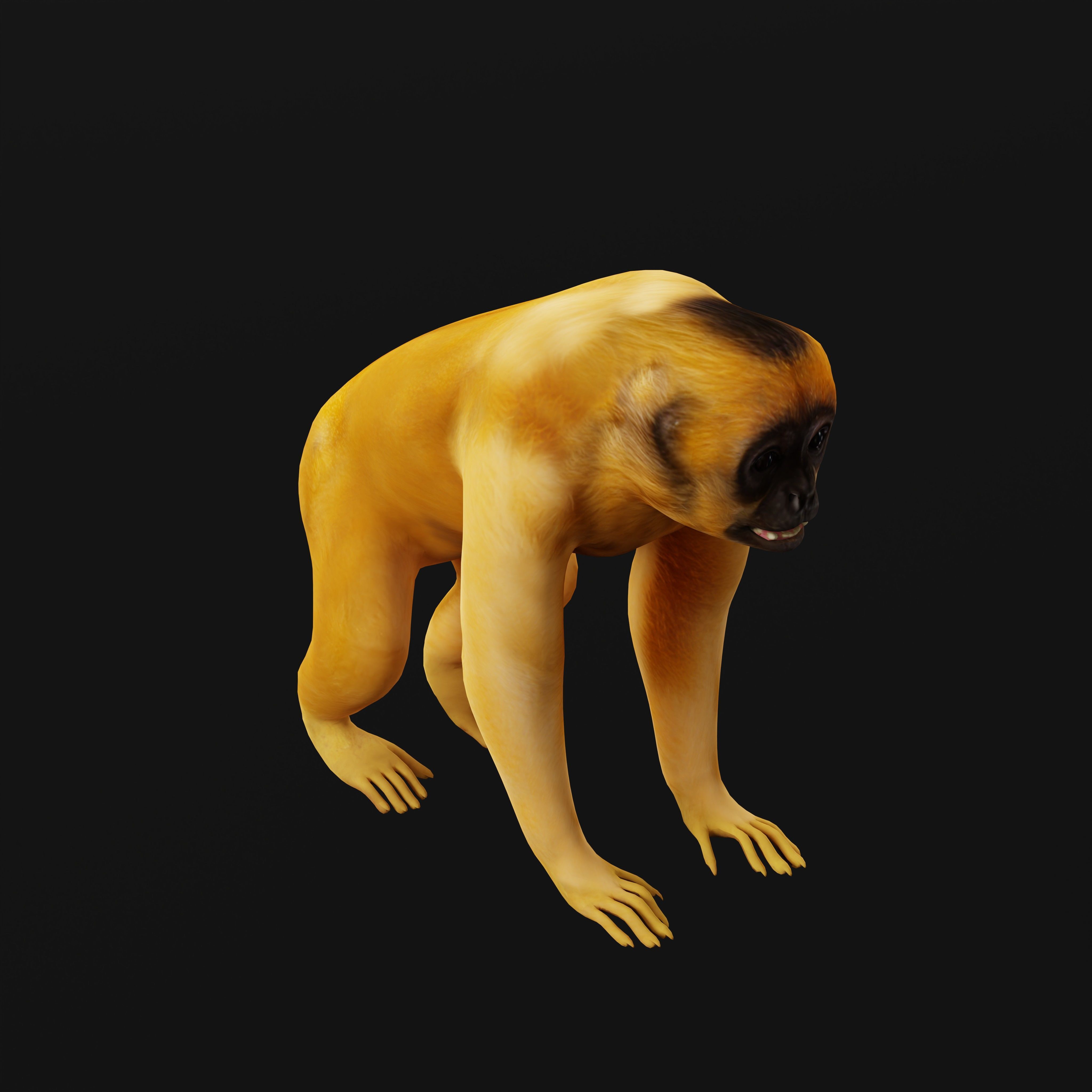 Gibbons Apes Low-poly 3D model_16