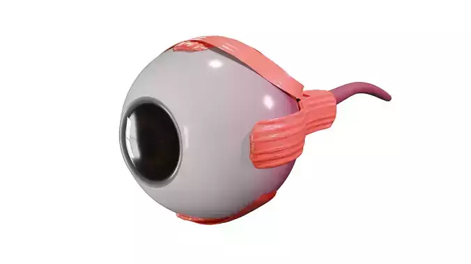 Eyeball Human Anatomy