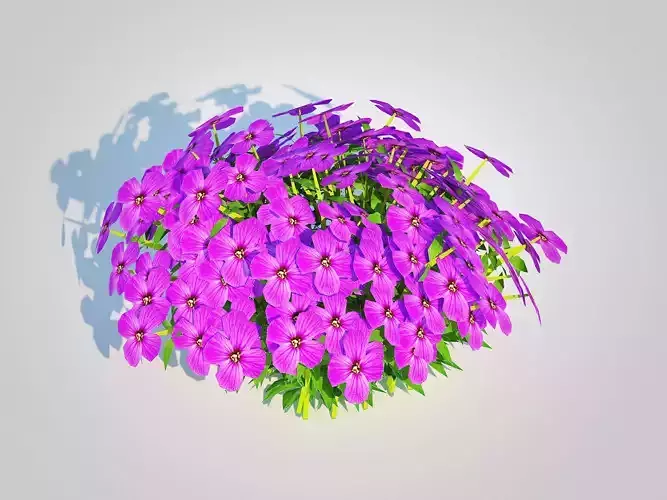 Plant  Aubrieta - Rock Cress