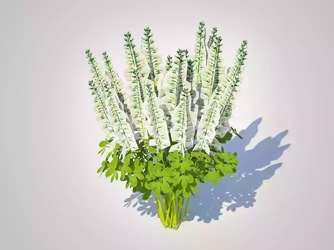 Plant  Baptisia australis   False Indigo White