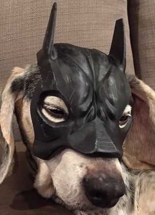 BatCat BatDog 3d model batman mask for cat dog print Free 3D print model_5