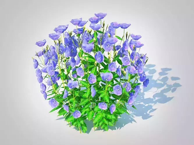 Plant  Campanula carpatica   Carpathian Bellflower Blue Low-poly 3D model