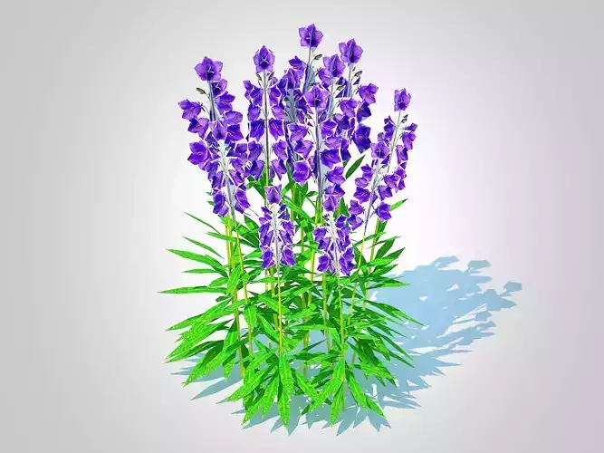 Plant  Campanula persicifolia  Peach-leaved bellflower  Blue 