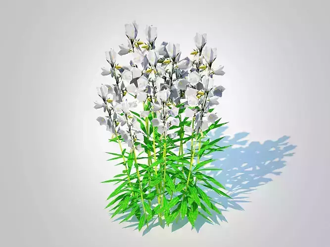 Plant  Campanula persicifolia   Peach leaved bellflower  White  