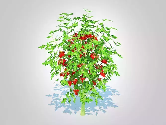 Plant  Cherry Tomato  