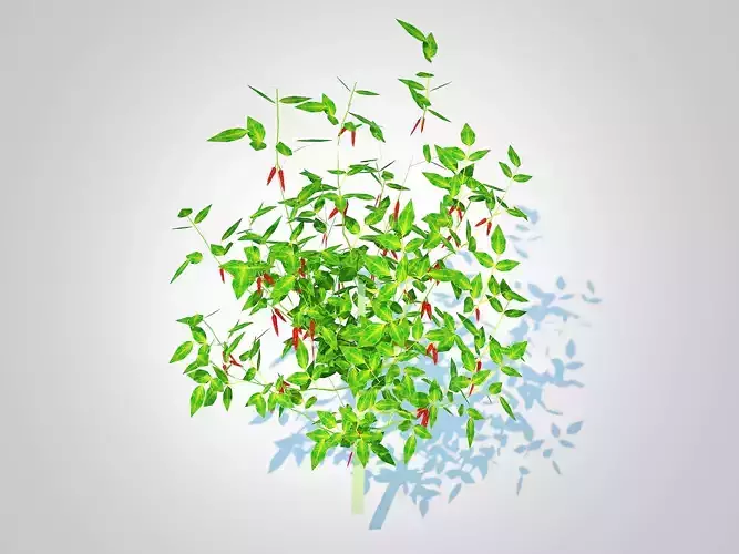 Plant   Chilli Pepper red 