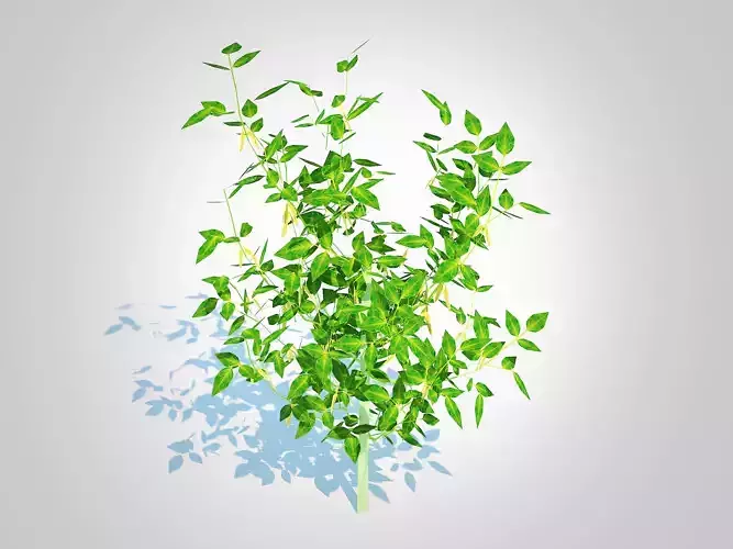 Plant  Chilli Pepper  yellow   