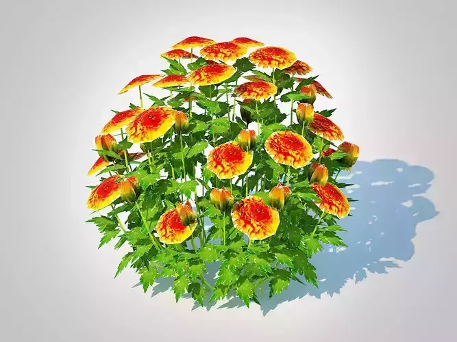 Plant  Chrysanthemum   Hardy Mum orange 3D model
