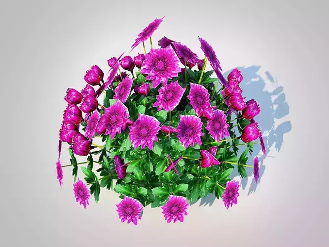 Plant  Chrysanthemum   Hardy Mum purple 