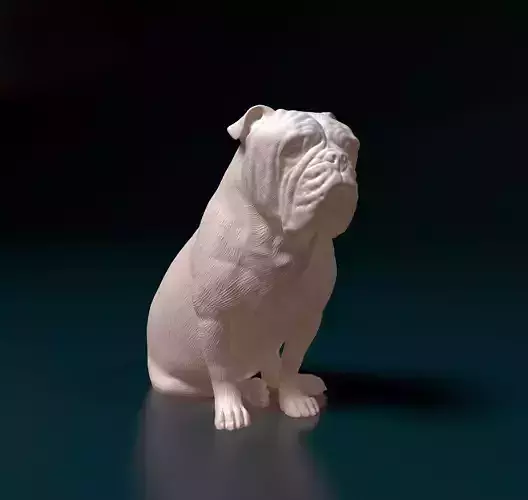 English Bulldog