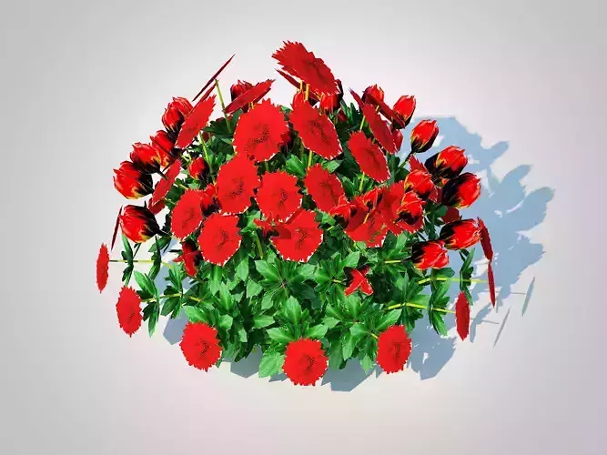 plant  Chrysanthemum   Hardy Mum red 