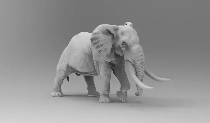 elephant