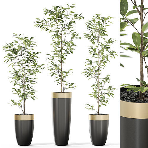 Plants collection 1117 3D model