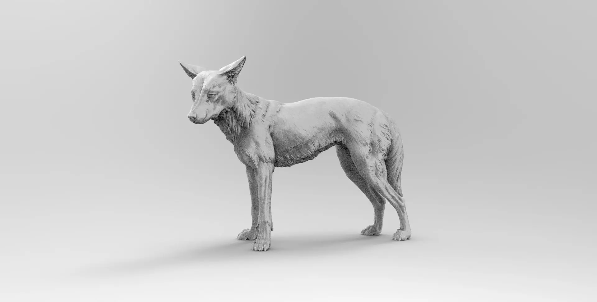 dingo 3D model_0