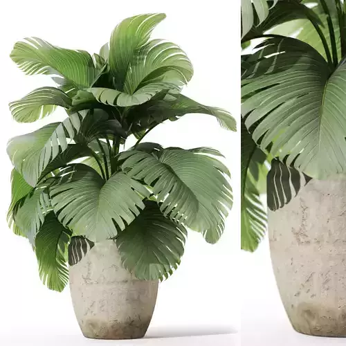Plants collection 1122 3D model